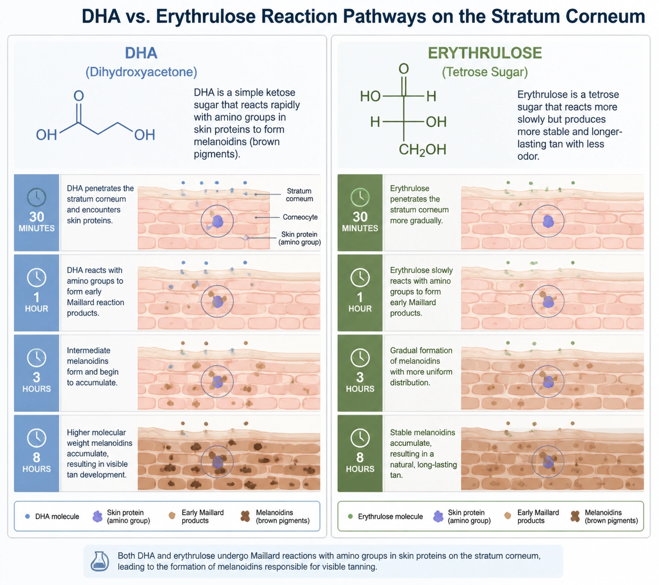 Express 1 Hour Tans DHA and erythrulose reaction pathway