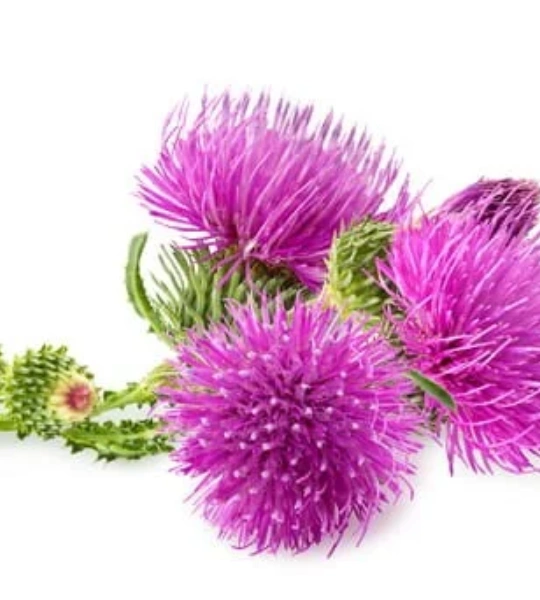 Burdock macerate
