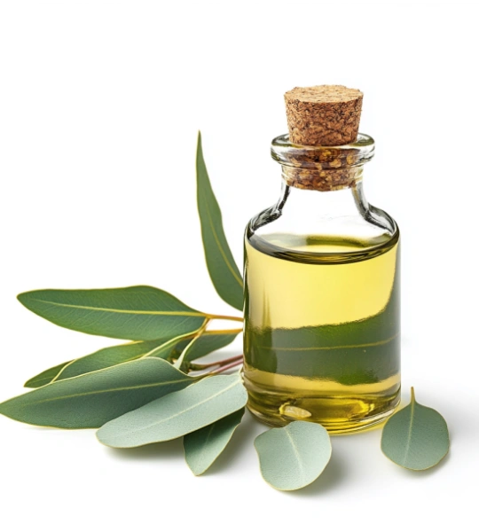 Eucalyptus oil-12