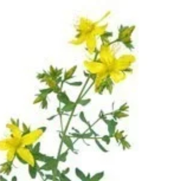 St. John’s wort macerate