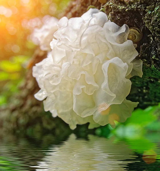 Tremella fungus – Tremella fuciformis, sea scrapie – macerate