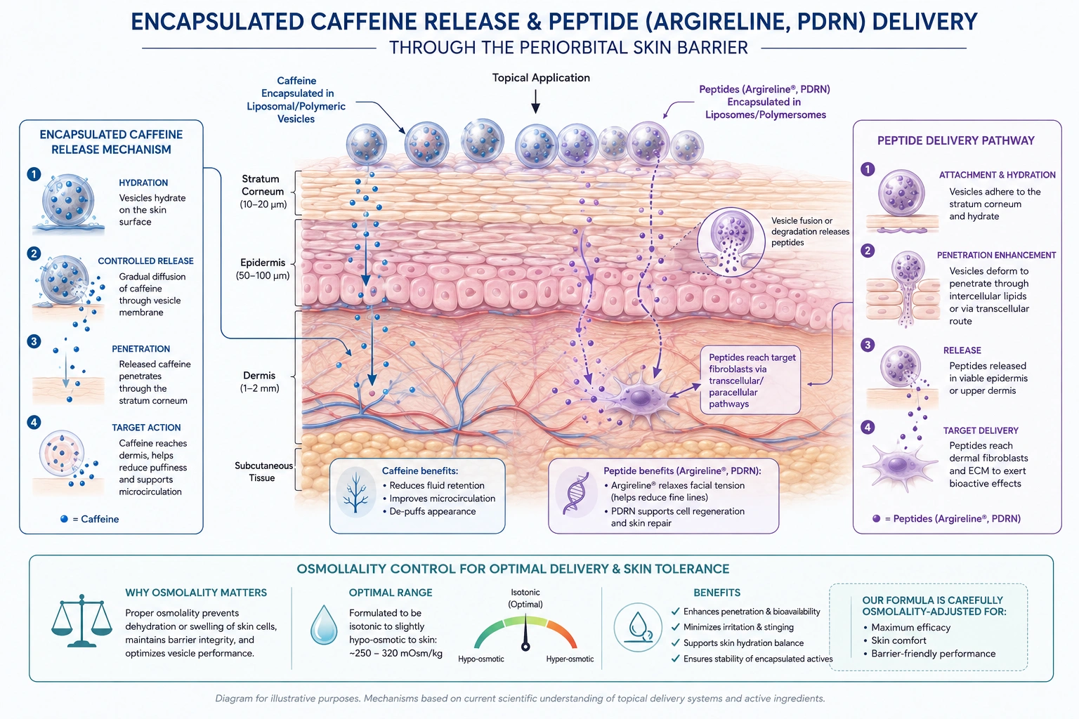 Formulation diagram showing encapsulated caffeine and peptide delivery mechanism